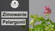 Zimowanie i przechowywanie pelargonii.  Jak przezimować pelargonię ?