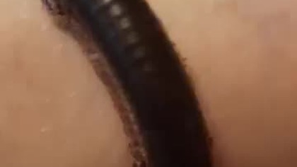Kenyan Olive Millipede (Telodeinopue aouti) Krocionóg kenijski 