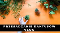 Jak przesadzać KAKTUSY, sukulenty i ROŚLINY DELIKATNE wrażliwe  Vlog 
