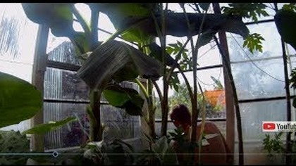 Odc. 483-Czyszczenie szyb w szklarni,owocująca papaja,cytryny,przędziorki. Ogólne porady.