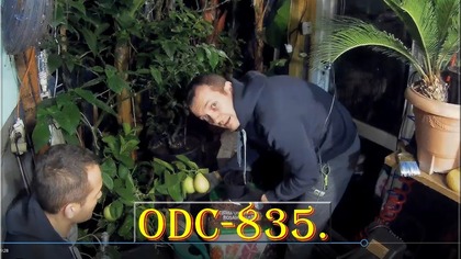 Odc-835-Timelapse niewypał-Kolejne sadzenie-Canna Stuttgart,ziemia itd, klon brat -Tabaluga