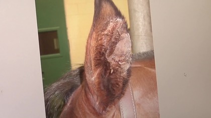 Niecodzienne odkrycie u chorego konia - Leishmania