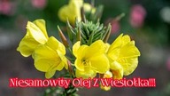 1269.  Niesamowity Olej Z Wiesiołka!!!