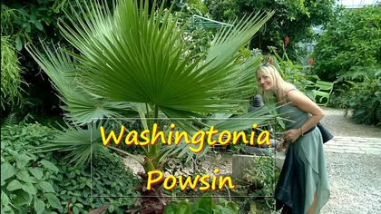 #163.  Cz. 1-Palma Washingtonia filifera nitkowata.  Ogród botaniczny PAN Powsin.