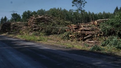Piły poszły w ruch.  Trwa wycinka kolejnych drzew pod drogę do fabryki samochodów w Jaworznie