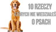 Co wspólnego ma pies i łasica? Tego o psach nie wiedziałeś [Ciekawostki]