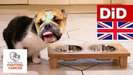 907.  Elevated Dogs (and not only) Bowl  WFC 2019