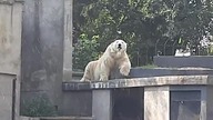 Ursus maritimus, zoo w Warszawie