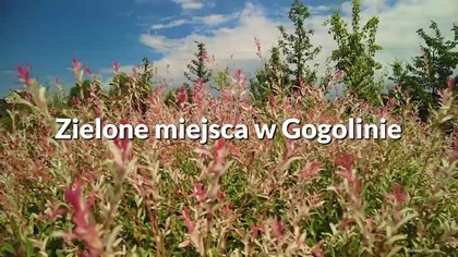 Trochę zielonych miejsc w Gogolinie