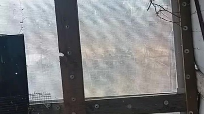 Sporo młodych zeberek #egzotyka #pigeon #fus #birds #golebie #zeberki