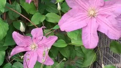 Clematis DANUTA #clematisy