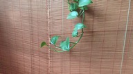 #204 Jak pielęgnować scindapsus, epipremnum w domu?