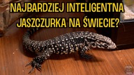SMOK już jest, pora na jego wychowanie  Teju argentyński/ Tupinambis merianae