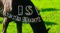 Insects Short Videos and more...  #InsectsShortVideos #isv #videos