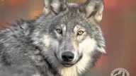 Celtic Wolf