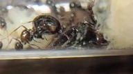 Niesamowity przypadek mrówek #ants #zwierzaki #mrówki #hodowlamrówek #zwierzęta #animals #natura