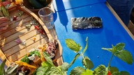 Konferencja SPORT TO ŻYCIE! 7 Samurai SUSHI - przygotowywanie i degustacja Sushi - Tychy (27.07.2023