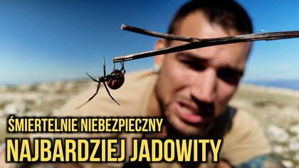Najbardziej jadowity pająk w Europie! Jedno ukąszenie może zab*ć  Chorwacja KRK Vanlife 2/2