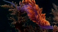Jean-Michel Cousteau - Morskie przygody - część 5 - Podwodne skarby Ameryki-Americas underwater trea