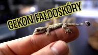 Najsłodszy gekon jakiego widziałem  Ptychozoon kuhli - gekon fałdoskóry