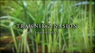 Trawnik z chińskich nasion