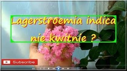 180.  Kwitnący bez południa w Polsce.  Uprawa + mała porada