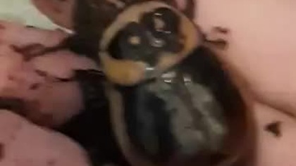 Lucihormetica sp.   Karaczan Świetlikowy / Glowspot Roach 