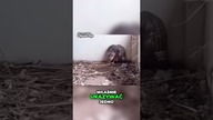Przerażające Nagranie z Meksyku
