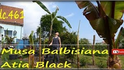 Odc. 461Bananowiec Musa Balbisiana Atia Black. Sadzenie, ziemia, ogólna uprawa