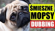 ŚMIESZNE MOPSY 