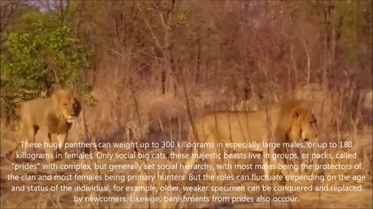 Lions in real life and in mythology