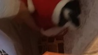 Święty Mikołaj - życzymy radości i prezentów! #santa #cat #funnycat #xmas #gift