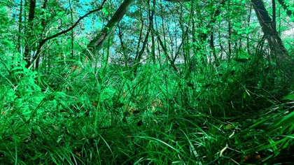 Wind Sounds & Birdsong in Wetlands &bull; Natural Nature Ambience for Relaxation | 4K