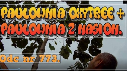 Odc 773-Paulownia oxytree in-vitro+ paulownie z nasion po przymrozku. Opadły liście,co dalej ?