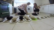 Pierwszy posiłek małych labradorów