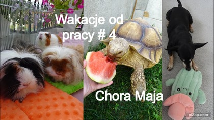 Dzień świnki morskiej 2025 r