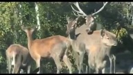 Boomshakalaka - nowe określenie krótkodystansowców