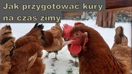 Zima w kurniku.  Jak przygotować kury i kurnik na czas zimy.