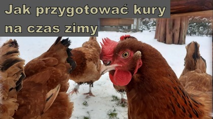 Zima w kurniku.  Jak przygotować kury i kurnik na czas zimy.