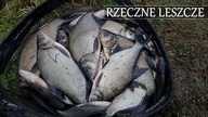 RZECZNY FEEDER - SELEKCJA LESZCZY