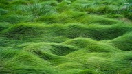 How To Prepare Your Lawn For the Winter [FALL GARDENING TIPS #3]