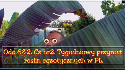 Odc 682.  Cz nr 2. Tygodniowy przyrost roślin egzotycznych w PL. Banany w Polsce
