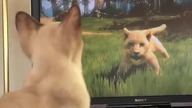 Kot gra w Kinect