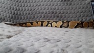 Ball Python pet girl being adorably cute for 6 minutes straight