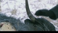 Bear Grylls zjada oko!