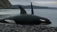 Orka wieloryb zab&oacute;jca(ORCA: THE KILLER WHALE)1977 eng
