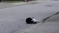 Walka kocurów.