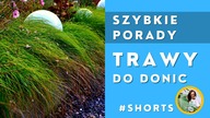 #Shorts Trawy ozdobne do donic