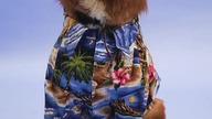a fashionable dog