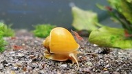 2 krewetki shrimp amano cherry aquarium